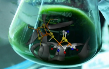 Artist’s rendering of the [FeFe] hydrogenase active site, assembled in a laboratory before being inserted into the enzyme which originates from green algae (iron, sulphur, nitrogen, carbon, and oxygen atoms are represented by orange, yellow, blue, white, and red spheres, respectively). © Copyright is MPI CEC - Max–Planck-Institut für Chemische Energiekonversion. Illustration: Birgit Deckers