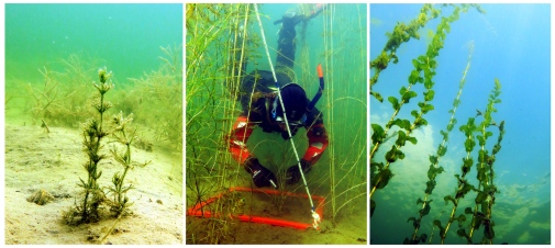 Underwater plants can contribute to a better water quality, shows a new study. The diver Marin van Regteren is studying the plants Chara horrida, Stuckenia pectinata, Myriophyllum sibiricum and Potamogeton perfoliatus. Photo: Joakim Hansen