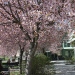 Körsbärsträd på campus