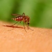 Bett av smittade myggor är en vanlig spridningsväg för harpest till människor. Foto: Mostphotos. 