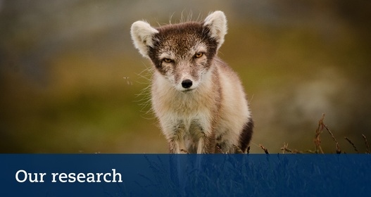 Arctic fox. Photo: Petter Hällberg
